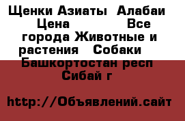 Щенки Азиаты (Алабаи) › Цена ­ 20 000 - Все города Животные и растения » Собаки   . Башкортостан респ.,Сибай г.